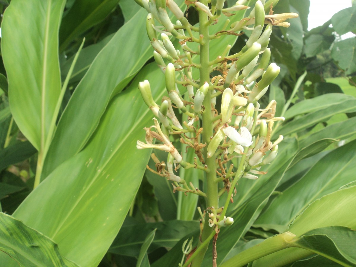 Alpinia galanga (L.) Willd.